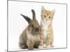 Ginger Kitten, 7 Weeks, and Young Lionhead-Lop Rabbit-Mark Taylor-Mounted Photographic Print