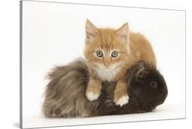 Ginger Kitten, 7 Weeks, Climbing over a Shaggy Guinea Pig-Mark Taylor-Stretched Canvas