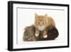 Ginger Kitten, 7 Weeks, Climbing over a Shaggy Guinea Pig-Mark Taylor-Framed Photographic Print