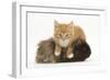 Ginger Kitten, 7 Weeks, Climbing over a Shaggy Guinea Pig-Mark Taylor-Framed Photographic Print