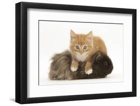 Ginger Kitten, 7 Weeks, Climbing over a Shaggy Guinea Pig-Mark Taylor-Framed Photographic Print