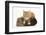 Ginger Kitten, 7 Weeks, Climbing over a Shaggy Guinea Pig-Mark Taylor-Framed Photographic Print