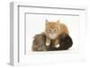 Ginger Kitten, 7 Weeks, Climbing over a Shaggy Guinea Pig-Mark Taylor-Framed Photographic Print