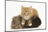 Ginger Kitten, 7 Weeks, Climbing over a Shaggy Guinea Pig-Mark Taylor-Mounted Photographic Print