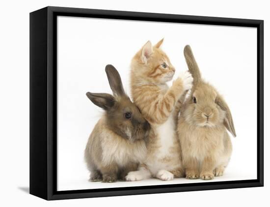 Ginger Kitten, 7 Weeks, Playing with Ear of Young Lionhead-Lop Rabbits-Mark Taylor-Framed Stretched Canvas