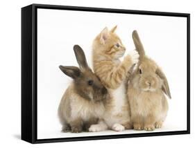 Ginger Kitten, 7 Weeks, Playing with Ear of Young Lionhead-Lop Rabbits-Mark Taylor-Framed Stretched Canvas