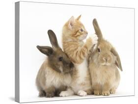 Ginger Kitten, 7 Weeks, Playing with Ear of Young Lionhead-Lop Rabbits-Mark Taylor-Stretched Canvas