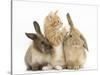 Ginger Kitten, 7 Weeks, Playing with Ear of Young Lionhead-Lop Rabbits-Mark Taylor-Stretched Canvas