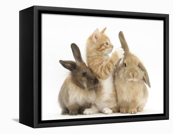 Ginger Kitten, 7 Weeks, Playing with Ear of Young Lionhead-Lop Rabbits-Mark Taylor-Framed Stretched Canvas