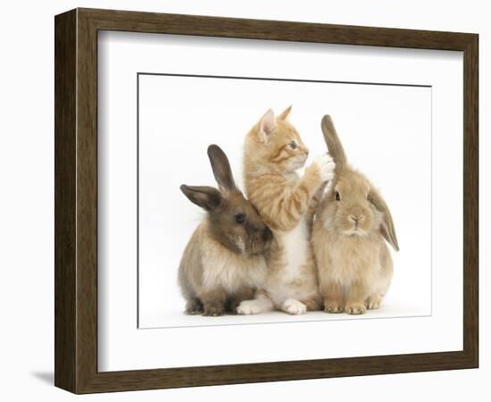 Ginger Kitten, 7 Weeks, Playing with Ear of Young Lionhead-Lop Rabbits-Mark Taylor-Framed Photographic Print