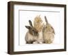 Ginger Kitten, 7 Weeks, Playing with Ear of Young Lionhead-Lop Rabbits-Mark Taylor-Framed Photographic Print