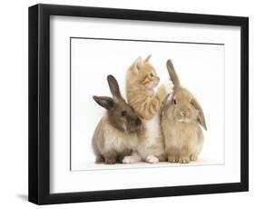 Ginger Kitten, 7 Weeks, Playing with Ear of Young Lionhead-Lop Rabbits-Mark Taylor-Framed Photographic Print