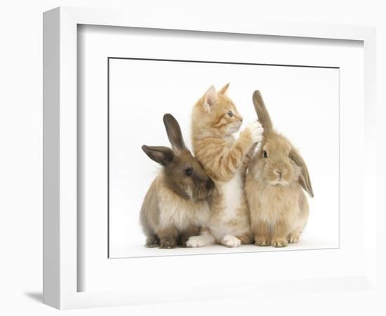 Ginger Kitten, 7 Weeks, Playing with Ear of Young Lionhead-Lop Rabbits-Mark Taylor-Framed Photographic Print