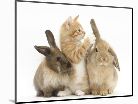 Ginger Kitten, 7 Weeks, Playing with Ear of Young Lionhead-Lop Rabbits-Mark Taylor-Mounted Photographic Print