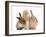 Ginger Kitten, 7 Weeks, Playing with Ear of Young Lionhead-Lop Rabbits-Mark Taylor-Framed Photographic Print