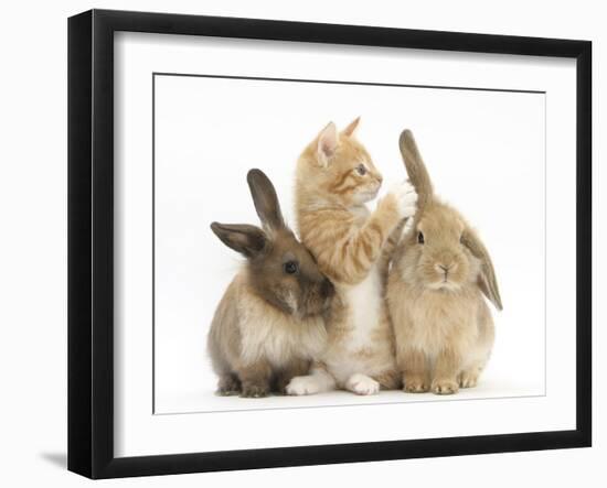 Ginger Kitten, 7 Weeks, Playing with Ear of Young Lionhead-Lop Rabbits-Mark Taylor-Framed Photographic Print