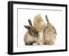 Ginger Kitten, 7 Weeks, Playing with Ear of Young Lionhead-Lop Rabbits-Mark Taylor-Framed Photographic Print