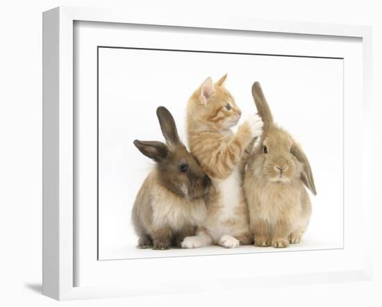 Ginger Kitten, 7 Weeks, Playing with Ear of Young Lionhead-Lop Rabbits-Mark Taylor-Framed Photographic Print