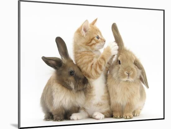 Ginger Kitten, 7 Weeks, Playing with Ear of Young Lionhead-Lop Rabbits-Mark Taylor-Mounted Photographic Print