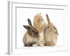 Ginger Kitten, 7 Weeks, Playing with Ear of Young Lionhead-Lop Rabbits-Mark Taylor-Framed Photographic Print