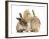 Ginger Kitten, 7 Weeks, Playing with Ear of Young Lionhead-Lop Rabbits-Mark Taylor-Framed Photographic Print