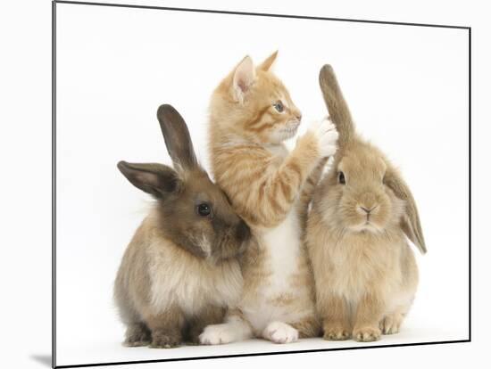 Ginger Kitten, 7 Weeks, Playing with Ear of Young Lionhead-Lop Rabbits-Mark Taylor-Mounted Photographic Print