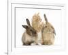 Ginger Kitten, 7 Weeks, Playing with Ear of Young Lionhead-Lop Rabbits-Mark Taylor-Framed Photographic Print