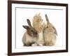 Ginger Kitten, 7 Weeks, Playing with Ear of Young Lionhead-Lop Rabbits-Mark Taylor-Framed Photographic Print