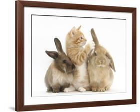 Ginger Kitten, 7 Weeks, Playing with Ear of Young Lionhead-Lop Rabbits-Mark Taylor-Framed Photographic Print