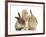 Ginger Kitten, 7 Weeks, Playing with Ear of Young Lionhead-Lop Rabbits-Mark Taylor-Framed Photographic Print