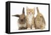 Ginger Kitten, 7 Weeks, Sitting Between Two Young Lionhead-Lop Rabbits-Mark Taylor-Framed Stretched Canvas