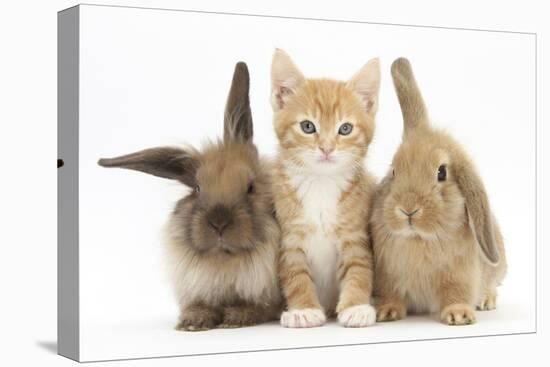 Ginger Kitten, 7 Weeks, Sitting Between Two Young Lionhead-Lop Rabbits-Mark Taylor-Stretched Canvas