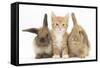 Ginger Kitten, 7 Weeks, Sitting Between Two Young Lionhead-Lop Rabbits-Mark Taylor-Framed Stretched Canvas