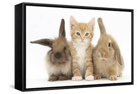Ginger Kitten, 7 Weeks, Sitting Between Two Young Lionhead-Lop Rabbits-Mark Taylor-Framed Stretched Canvas