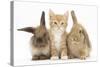 Ginger Kitten, 7 Weeks, Sitting Between Two Young Lionhead-Lop Rabbits-Mark Taylor-Stretched Canvas