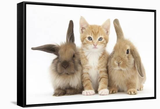 Ginger Kitten, 7 Weeks, Sitting Between Two Young Lionhead-Lop Rabbits-Mark Taylor-Framed Stretched Canvas