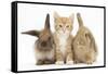 Ginger Kitten, 7 Weeks, Sitting Between Two Young Lionhead-Lop Rabbits-Mark Taylor-Framed Stretched Canvas