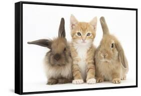 Ginger Kitten, 7 Weeks, Sitting Between Two Young Lionhead-Lop Rabbits-Mark Taylor-Framed Stretched Canvas