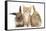 Ginger Kitten, 7 Weeks, Sitting Between Two Young Lionhead-Lop Rabbits-Mark Taylor-Framed Stretched Canvas