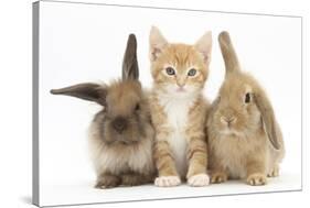 Ginger Kitten, 7 Weeks, Sitting Between Two Young Lionhead-Lop Rabbits-Mark Taylor-Stretched Canvas