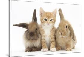 Ginger Kitten, 7 Weeks, Sitting Between Two Young Lionhead-Lop Rabbits-Mark Taylor-Stretched Canvas