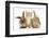 Ginger Kitten, 7 Weeks, Sitting Between Two Young Lionhead-Lop Rabbits-Mark Taylor-Framed Premium Photographic Print