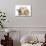 Ginger Kitten, 7 Weeks, Sitting Between Two Young Lionhead-Lop Rabbits-Mark Taylor-Photographic Print displayed on a wall