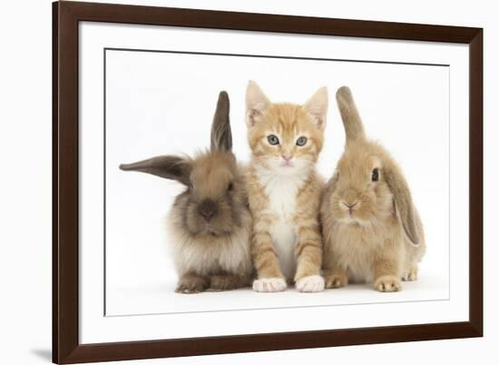 Ginger Kitten, 7 Weeks, Sitting Between Two Young Lionhead-Lop Rabbits-Mark Taylor-Framed Photographic Print