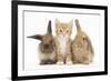 Ginger Kitten, 7 Weeks, Sitting Between Two Young Lionhead-Lop Rabbits-Mark Taylor-Framed Photographic Print