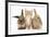 Ginger Kitten, 7 Weeks, Sitting Between Two Young Lionhead-Lop Rabbits-Mark Taylor-Framed Photographic Print
