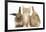 Ginger Kitten, 7 Weeks, Sitting Between Two Young Lionhead-Lop Rabbits-Mark Taylor-Framed Photographic Print