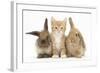 Ginger Kitten, 7 Weeks, Sitting Between Two Young Lionhead-Lop Rabbits-Mark Taylor-Framed Photographic Print