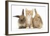 Ginger Kitten, 7 Weeks, Sitting Between Two Young Lionhead-Lop Rabbits-Mark Taylor-Framed Photographic Print