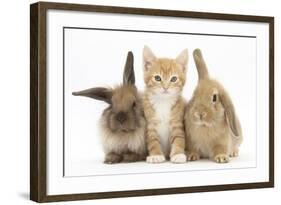 Ginger Kitten, 7 Weeks, Sitting Between Two Young Lionhead-Lop Rabbits-Mark Taylor-Framed Photographic Print